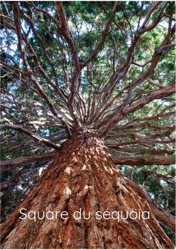 Square du séquoia