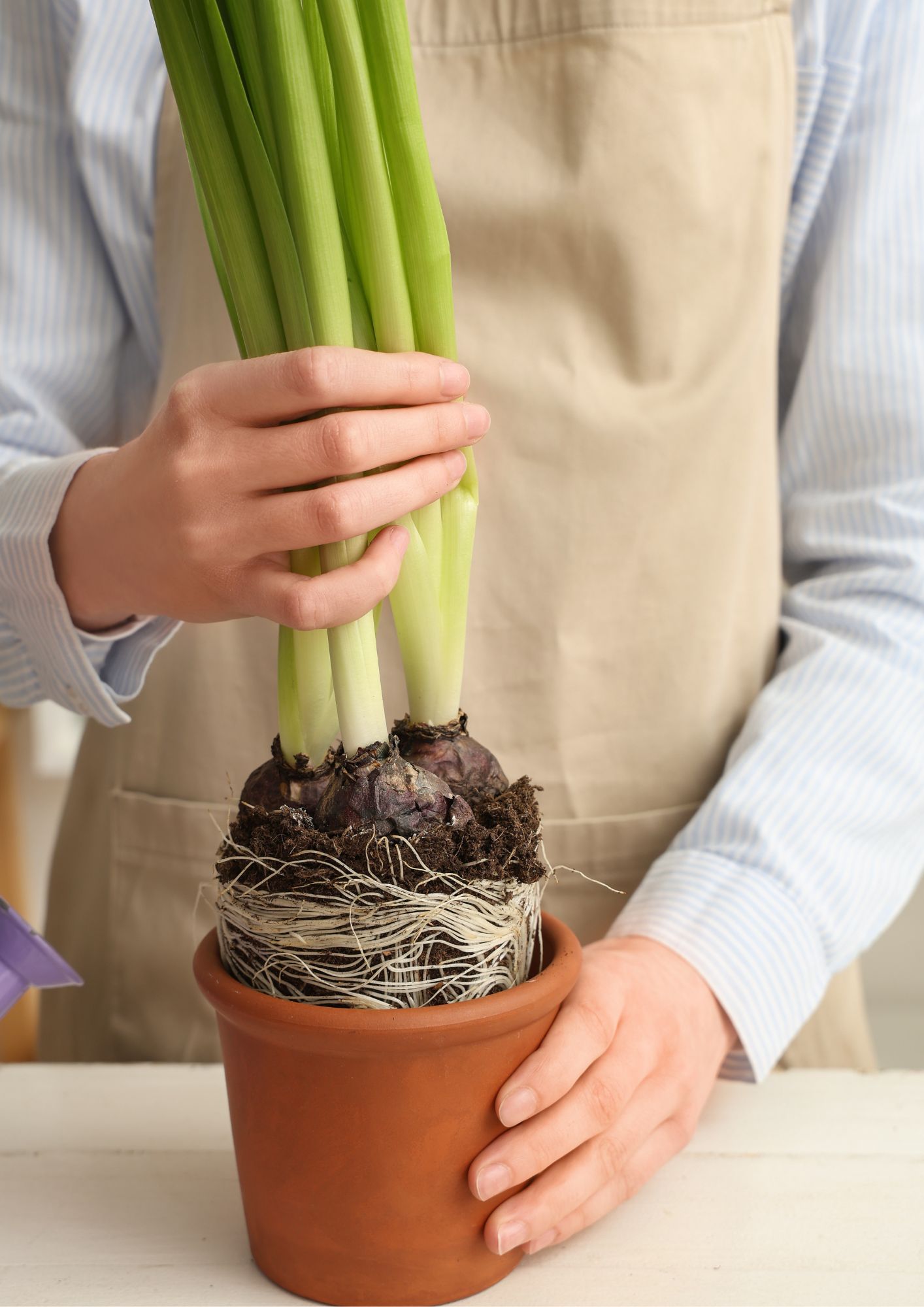 Photo d'une personne en chemise bleu ciel et tablier beige en train de mettre une plante dans un pot marron